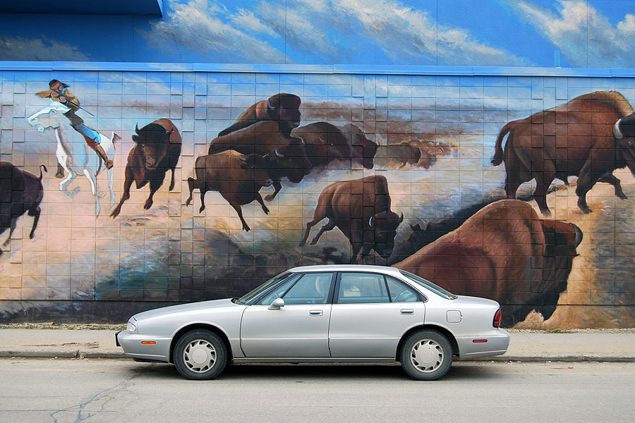 Bison vs Car