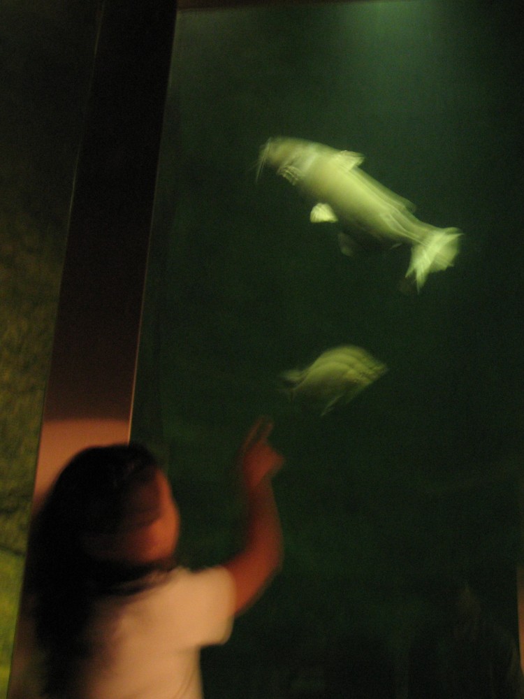 Blurry Aquarium