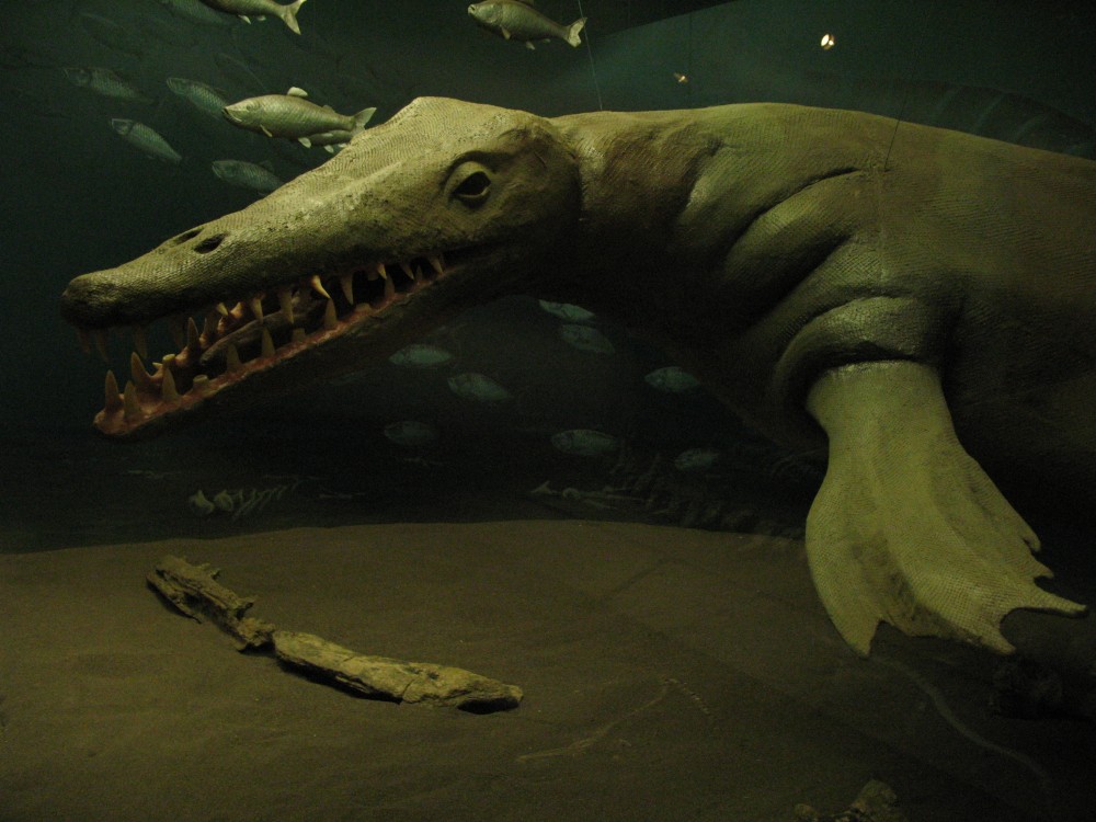 A Model Mosasaur