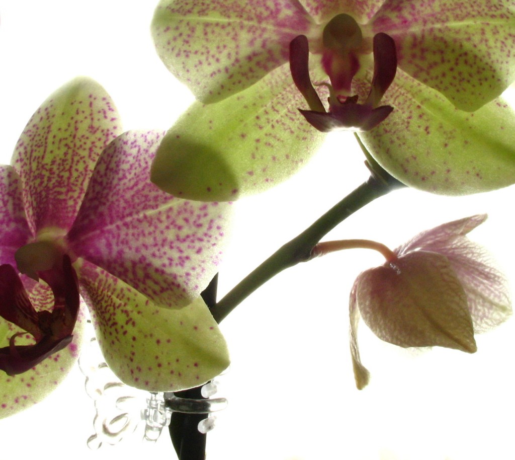 Translucent Orchid