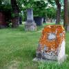 Brookside Cemetery: Orange Lichen