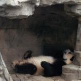 panda-sleeping-thumb.jpg